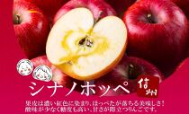 ＜25年発送 先行予約＞長野県産 りんご シナノホッペ 訳あり 約2kg リンゴ 旬 フルーツ 訳アリ 林檎 果物 規格外 自家用 産地直送 農園 産直 お取り寄せ もぎたて 採れたて 送料無料 堀田農園 信州 大町市