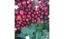 氷温熟成生coffee(6ヶ月熟成)：30g　熟成コーヒー　生コーヒー　グリーンコーヒー