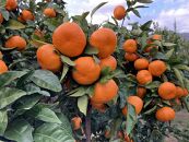 【2025年12月下旬～2月上旬発送】甘い青島みかん5kg　静岡県より産地直送◇