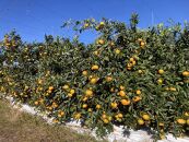 【2025年12月下旬～2月上旬発送】甘い青島みかん5kg　静岡県より産地直送◇