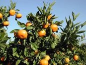 【2025年12月下旬～2月上旬発送】甘い青島みかん5kg　静岡県より産地直送◇