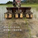 新潟県佐渡産&nbsp;令和7年産&nbsp;【在来コシヒカリ】&nbsp;玄米&nbsp;5kg