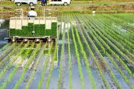 【令和7年産】南魚沼君沢産こしひかり　白燦々&nbsp;10kg（従来品種）