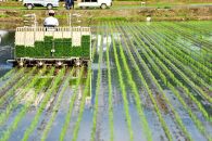 【令和7年産】南魚沼君沢産こしひかり　白燦々5kg【玄米】（従来品種）