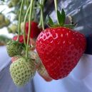 奈良県産&nbsp;あすかルビー&nbsp;4パック（約270g×4）