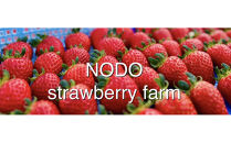 よつぼしいちご　約600g（約300g×2パック）