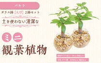 【観葉植物】土を使わないで清潔なミニ観葉植物 ゼオライト植え・ガラス鉢 丸形 2鉢セット（パキラ）｜観葉植物 インテリア 部屋 おしゃれ 福岡県筑前町 送料無料