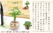 【観葉植物】土を使わないで清潔なミニ観葉植物 ゼオライト植え・ガラス鉢 丸形 2鉢セット（パキラ）｜観葉植物 インテリア 部屋 おしゃれ 福岡県筑前町 送料無料