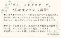 【観葉植物】土を使わないで清潔なミニ観葉植物 ゼオライト植え・ガラス鉢 丸形 2鉢セット（パキラ）｜観葉植物 インテリア 部屋 おしゃれ 福岡県筑前町 送料無料