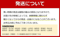 【観葉植物】土を使わないで清潔なミニ観葉植物 ゼオライト植え・ガラス鉢 丸形 2鉢セット（パキラ）｜観葉植物 インテリア 部屋 おしゃれ 福岡県筑前町 送料無料
