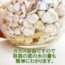 【観葉植物】土を使わないで清潔なミニ観葉植物 ゼオライト植え・ガラス鉢 丸形 2鉢セット（パキラ）｜観葉植物 インテリア 部屋 おしゃれ 福岡県筑前町 送料無料