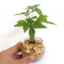 【観葉植物】土を使わないで清潔なミニ観葉植物 ゼオライト植え・ガラス鉢 丸形 2鉢セット（パキラ）｜観葉植物 インテリア 部屋 おしゃれ 福岡県筑前町 送料無料