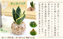 【観葉植物】土を使わないで清潔なミニ観葉植物 ゼオライト植え・ガラス鉢 丸形 2鉢セット（サンスベリア）｜観葉植物 インテリア 部屋 おしゃれ 福岡県筑前町 送料無料