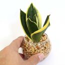 【観葉植物】土を使わないで清潔なミニ観葉植物 ゼオライト植え・ガラス鉢 丸形 2鉢セット（サンスベリア）｜観葉植物 インテリア 部屋 おしゃれ 福岡県筑前町 送料無料