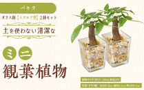 【観葉植物】土を使わないで清潔なミニ観葉植物 ゼオライト植え・ガラス鉢 スクエア形 2鉢セット（パキラ）｜観葉植物 インテリア 部屋 おしゃれ 福岡県筑前町 送料無料
