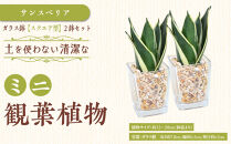【観葉植物】土を使わないで清潔なミニ観葉植物 ゼオライト植え・ガラス鉢 スクエア形 2鉢セット（サンスベリア）｜観葉植物 インテリア 部屋 おしゃれ 福岡県筑前町 送料無料