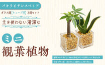 【観葉植物】土を使わないで清潔なミニ観葉植物 ゼオライト植え・ガラス鉢 キューブ形 2鉢セット（パキラとサンスベリア）｜観葉植物 インテリア 部屋 おしゃれ 福岡県筑前町 送料無料