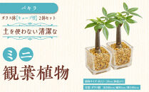 【観葉植物】土を使わないで清潔なミニ観葉植物 ゼオライト植え・ガラス鉢 キューブ形 2鉢セット（パキラ）｜観葉植物 インテリア 部屋 おしゃれ 福岡県筑前町 送料無料