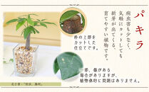 【観葉植物】土を使わないで清潔なミニ観葉植物 ゼオライト植え・ガラス鉢 キューブ形 2鉢セット（パキラ）｜観葉植物 インテリア 部屋 おしゃれ 福岡県筑前町 送料無料