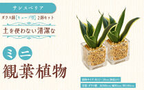 【観葉植物】土を使わないで清潔なミニ観葉植物 ゼオライト植え・ガラス鉢 キューブ形 2鉢セット（サンスベリア）｜観葉植物 インテリア 部屋 おしゃれ 福岡県筑前町 送料無料