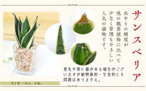 【観葉植物】土を使わないで清潔なミニ観葉植物 ゼオライト植え・ガラス鉢 キューブ形 2鉢セット（サンスベリア）｜観葉植物 インテリア 部屋 おしゃれ 福岡県筑前町 送料無料