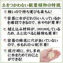 【観葉植物】土を使わないで清潔なミニ観葉植物 ゼオライト植え・ガラス鉢 キューブ形 2鉢セット（サンスベリア）｜観葉植物 インテリア 部屋 おしゃれ 福岡県筑前町 送料無料