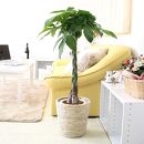 【観葉植物】パキラ 7号 ホワイトバスケット鉢カバー 高さ：約80cm～1m内外(鉢底より) ｜観葉植物 インテリア 部屋 おしゃれ 福岡県筑前町 送料無料