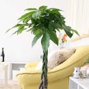 【観葉植物】パキラ 7号 ホワイトバスケット鉢カバー 高さ：約80cm～1m内外(鉢底より) ｜観葉植物 インテリア 部屋 おしゃれ 福岡県筑前町 送料無料