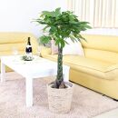 【観葉植物】パキラ 7号 ホワイトバスケット鉢カバー 高さ：約80cm～1m内外(鉢底より) ｜観葉植物 インテリア 部屋 おしゃれ 福岡県筑前町 送料無料