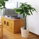 【観葉植物】パキラ 7号 ホワイトバスケット鉢カバー 高さ：約80cm～1m内外(鉢底より) ｜観葉植物 インテリア 部屋 おしゃれ 福岡県筑前町 送料無料