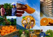 下津蔵出しみかん&nbsp;約3kg&nbsp;S～Lサイズいずれか&nbsp;山下農園