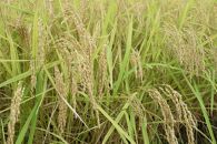 【令和8年産・新米予約】新潟県南魚沼産にじのきらめき　2kg　大粒・コシヒカリに負けないおいしさ！【2026年10月中旬より1ヶ月以内に順次発送予定】