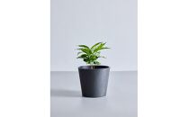【鉢付き】コーヒーの木 テーブルMサイズ【鉢：ブラック】