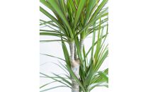 【鉢付き】ドラセナ・コンシンネ Mサイズ【鉢：ホワイトグレー】