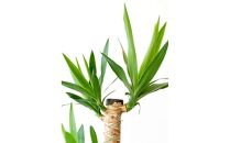 【鉢付き】ユッカ・エレファンティペス Lサイズ【鉢：ホワイトグレー】