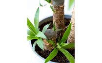 【鉢付き】ユッカ・エレファンティペス Lサイズ【鉢：ホワイトグレー】