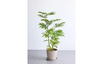 【鉢付き】エバーフレッシュ Lサイズ【鉢：トープ】