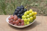 【2025年】＜赤秀＞　種無しぶどう食べ比べセット3～5房（2ｋｇ）内子町産