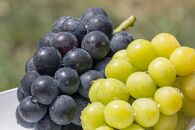 【2025年】＜赤秀＞　種無しぶどう食べ比べセット3～5房（2ｋｇ）内子町産