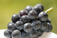 【2025年】＜赤秀＞　種無しぶどう食べ比べセット3～5房（2ｋｇ）内子町産