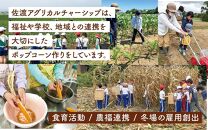佐渡島産 大野さんのポップコーン用とうもろこし（180g×5袋入）