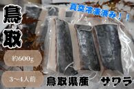 【先行予約】鳥取県産 サワラ６００g（３００g×２パック） 国産 サワラ 鰆 生食用 真空冷凍