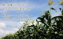 【6月上旬頃～発送】朝採れ&nbsp;とうもろこし&nbsp;ホワイトコーン&nbsp;約2.5kg&nbsp;(6～10本前後)&nbsp;甘い&nbsp;夏&nbsp;野菜&nbsp;香川県&nbsp;国産