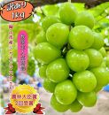 ぶどう&nbsp;2026年&nbsp;&nbsp;家庭用&nbsp;シャインマスカット&nbsp;約1kg&nbsp;|&nbsp;岡山&nbsp;国産&nbsp;果物&nbsp;訳あり&nbsp;フルーツ&nbsp;シャイン&nbsp;マスカット2026年7月中旬から発送