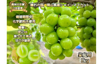 ぶどう&nbsp;2026年&nbsp;&nbsp;家庭用&nbsp;シャインマスカット&nbsp;約1kg&nbsp;&nbsp;家庭用&nbsp;&nbsp;農林大臣賞2回受賞&nbsp;&nbsp;岡山&nbsp;果物&nbsp;フルーツ&nbsp;&nbsp;採りたて発送&nbsp;農家直送&nbsp;数量限定&nbsp;新鮮&nbsp;&nbsp;訳あり7月中旬から発送