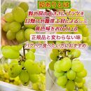 ぶどう&nbsp;2026年&nbsp;&nbsp;シャインマスカット&nbsp;家庭用&nbsp;&nbsp;約5kg&nbsp;|&nbsp;岡山&nbsp;国産&nbsp;果物&nbsp;訳あり&nbsp;フルーツ&nbsp;シャイン&nbsp;マスカット2026年7月中旬から発送