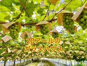 ぶどう&nbsp;2026年&nbsp;&nbsp;シャインマスカット&nbsp;家庭用&nbsp;&nbsp;約5kg&nbsp;|&nbsp;岡山&nbsp;国産&nbsp;果物&nbsp;訳あり&nbsp;フルーツ&nbsp;シャイン&nbsp;マスカット2026年7月中旬から発送