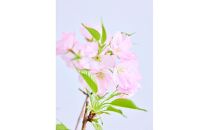 【鉢付き】サクラ テーブル Mサイズ【鉢：テラコッタ】