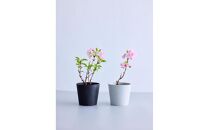 【鉢付き】サクラ テーブル Mサイズ【鉢：テラコッタ】