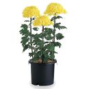 菊鉢8号　10個セット